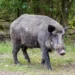 Wild boar menace Kerala forest department mobile app